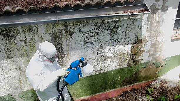Top rated local Mold Remediation specialists in Ringwood, NJ